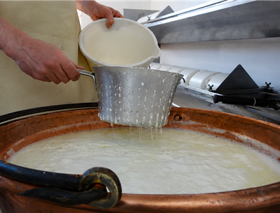 Fabrication artisanale du fromage Ossau-Iraty – Pays Basque